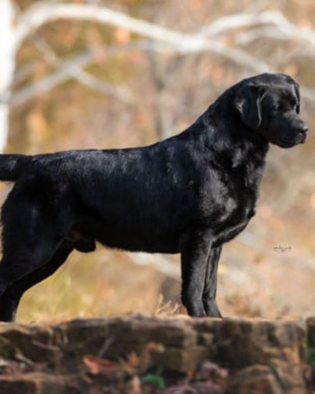labrador-retriever-breeders-in-az-big-0