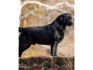 labrador-retriever-breeders-in-az-small-0