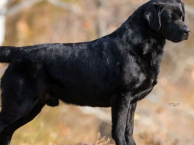 labrador-retriever-breeders-in-az