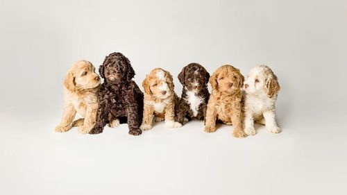 trusted-australian-labradoodle-breeder-heartrock-big-0