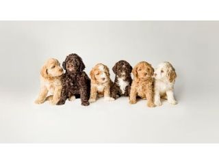 trusted-australian-labradoodle-breeder-heartrock-small-0