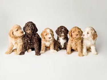 trusted-australian-labradoodle-breeder-heartrock