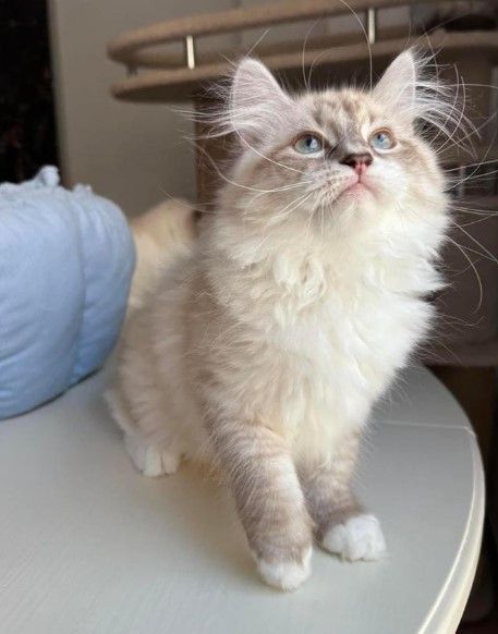 buying-siberian-kittens-online-big-0