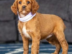 best-mini-golden-retriever-breeder-for-healthy-happy-puppies