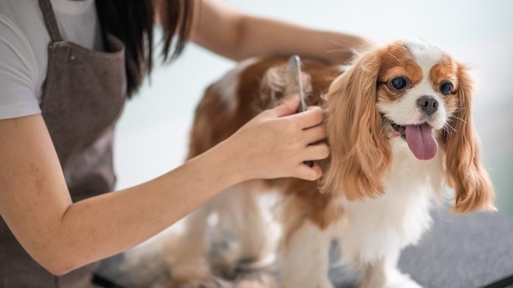 convenient-mobile-grooming-for-pets-in-oviedo-big-0