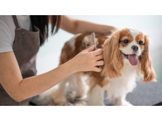 convenient-mobile-grooming-for-pets-in-oviedo-small-0