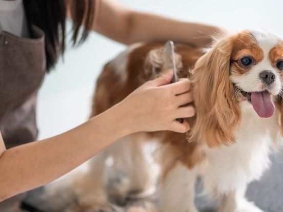 convenient-mobile-grooming-for-pets-in-oviedo