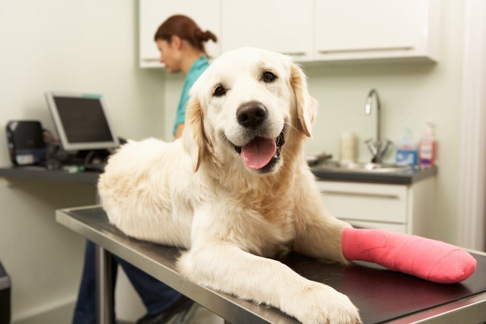 animal-chiropractor-topeka-ks-big-0