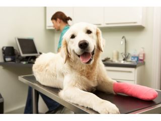 animal-chiropractor-topeka-ks-small-0