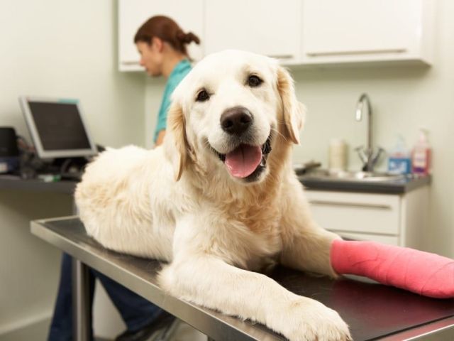animal-chiropractor-topeka-ks