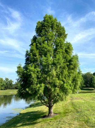 tree-planting-trees-for-sale-buy-direct-from-farm-big-0
