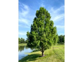 tree-planting-trees-for-sale-buy-direct-from-farm-small-0