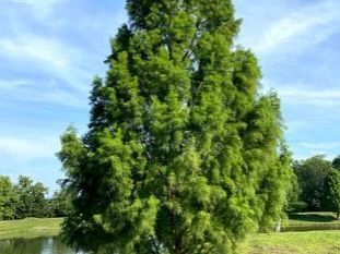 tree-planting-trees-for-sale-buy-direct-from-farm