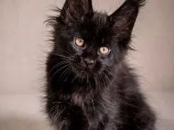 maine-coon-cats-for-sale-perfect-gentle-giants