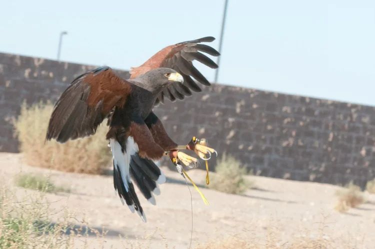 professional-bird-nuisance-control-services-by-black-talon-llc-big-0