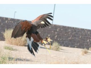 professional-bird-nuisance-control-services-by-black-talon-llc-small-0
