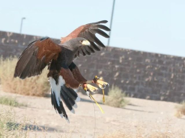 professional-bird-nuisance-control-services-by-black-talon-llc