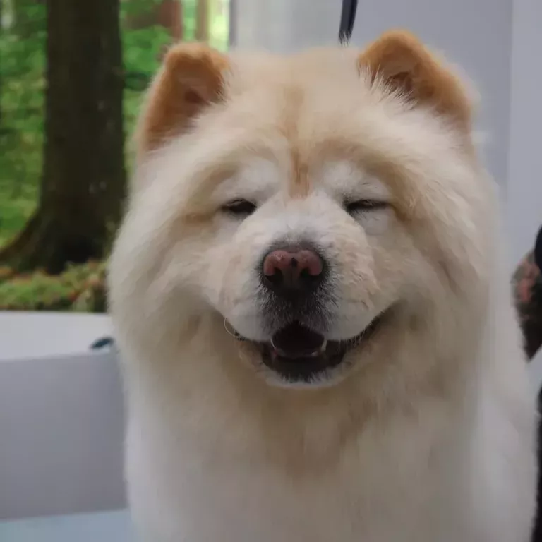 top-rated-dog-grooming-packages-in-north-hollywood-usa-big-0