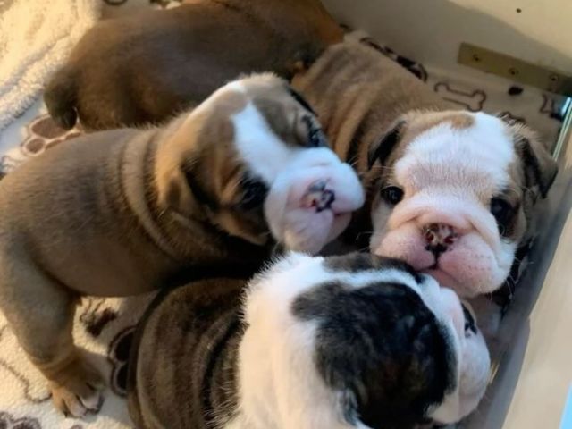 adorable-lilac-merle-french-bulldog-puppies-25-3-months-old