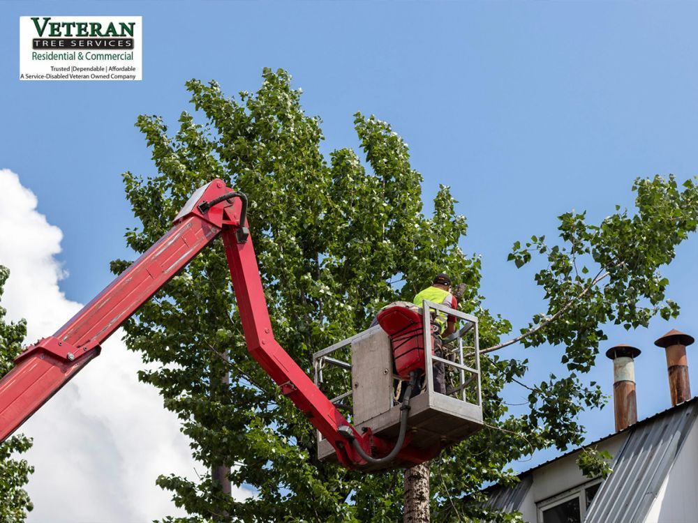 prevents-bigger-repairs-tree-service-in-md-big-0