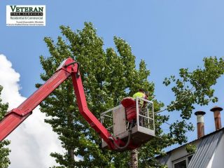 prevents-bigger-repairs-tree-service-in-md-small-0