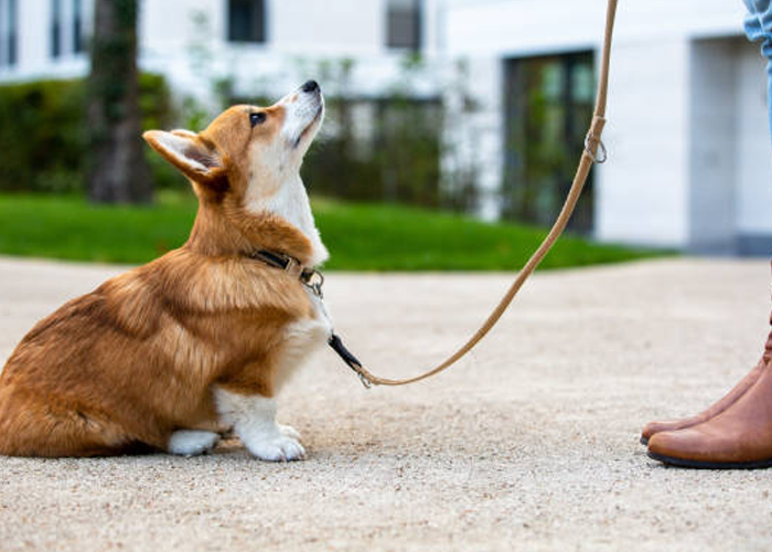 dog-obedience-training-in-san-antonio-tx-big-0