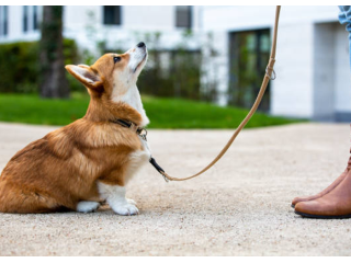 dog-obedience-training-in-san-antonio-tx-small-0