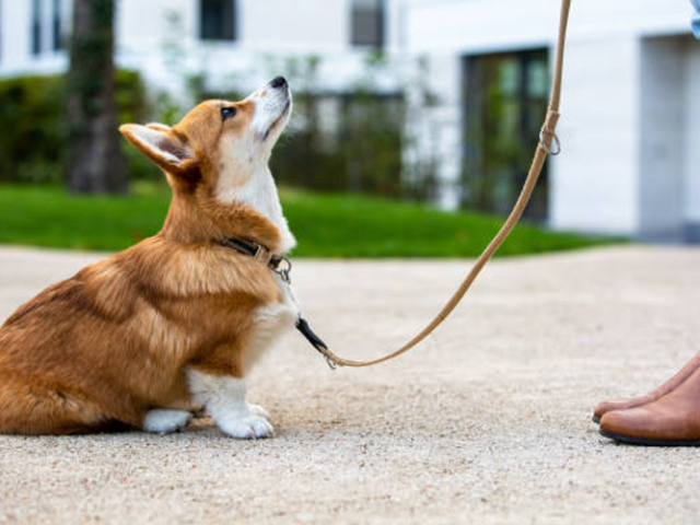 dog-obedience-training-in-san-antonio-tx