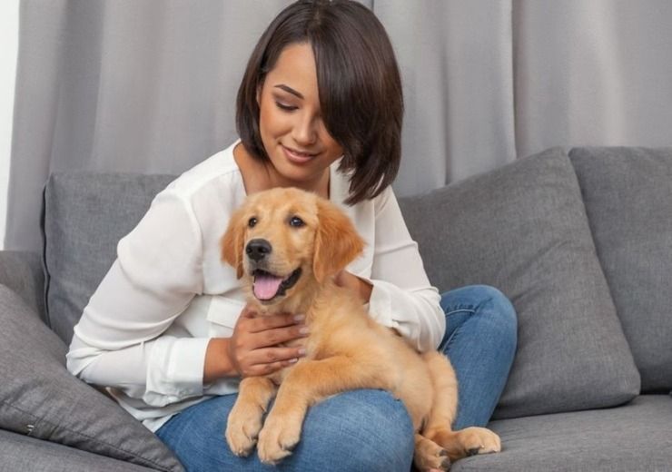 pet-international-relocation-services-dog-gone-taxi-big-0