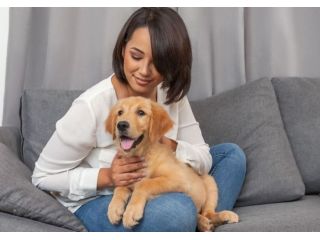 pet-international-relocation-services-dog-gone-taxi-small-0