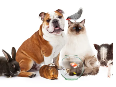 best-pet-delivery-service-with-safe-travel-airborne-animals