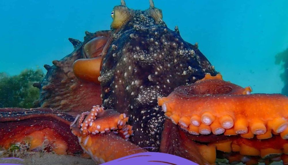octonation-discover-the-fascinating-world-of-octopuses-big-0
