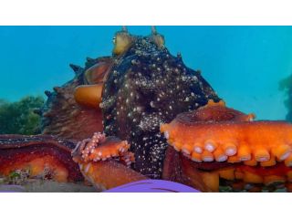 octonation-discover-the-fascinating-world-of-octopuses-small-0