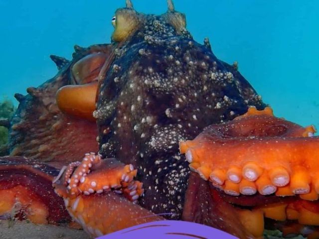 octonation-discover-the-fascinating-world-of-octopuses