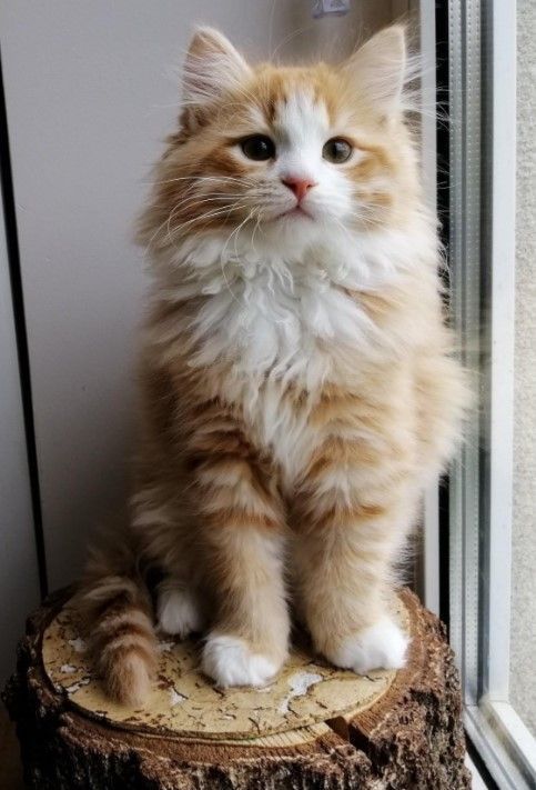 meet-kiki-siberian-kitten-big-0