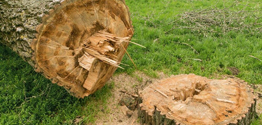 tree-removal-in-sacramento-tree-care-services-big-3
