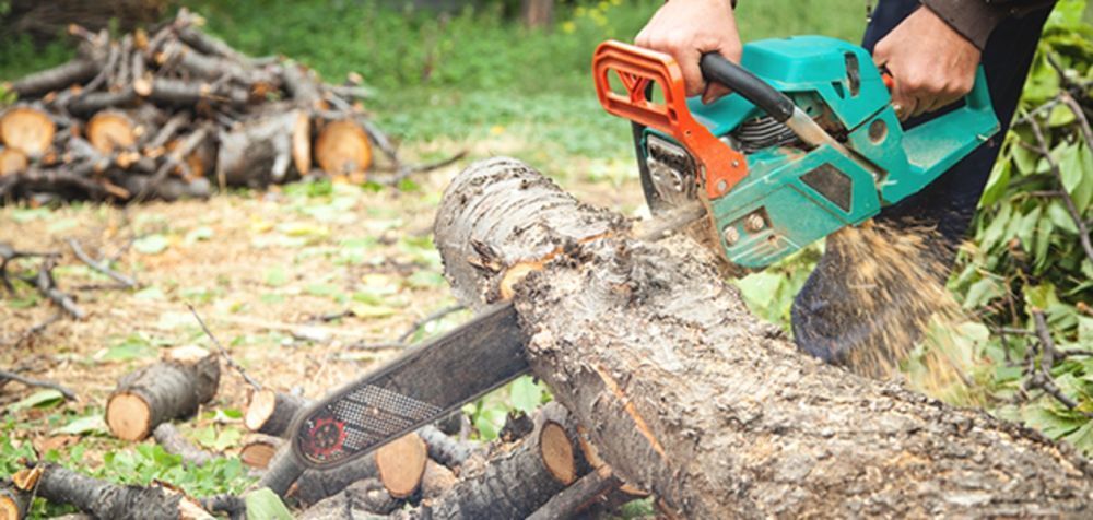 tree-removal-in-sacramento-tree-care-services-big-0