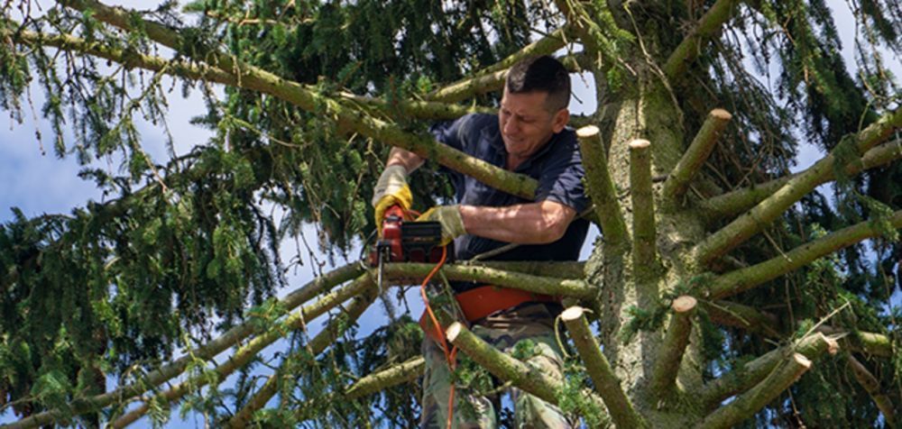 tree-removal-in-sacramento-tree-care-services-big-2