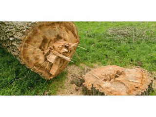 tree-removal-in-sacramento-tree-care-services-small-3