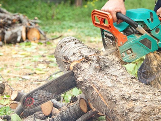 tree-removal-in-sacramento-tree-care-services