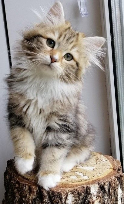 about-rio-how-to-find-a-siberian-kitten-big-0
