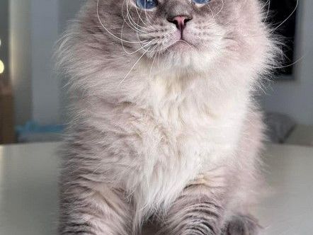 siberian-kittens-russ-for-sale