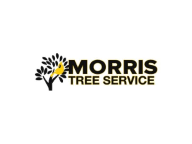 tree-stump-grinding-solutions-for-cleaner-grounds
