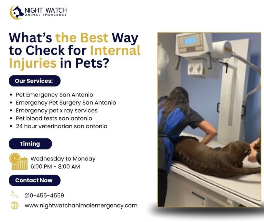 whats-the-best-way-to-check-for-internal-injuries-in-pets-big-0