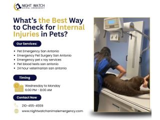 whats-the-best-way-to-check-for-internal-injuries-in-pets-small-0