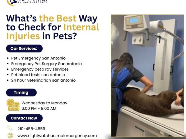 whats-the-best-way-to-check-for-internal-injuries-in-pets