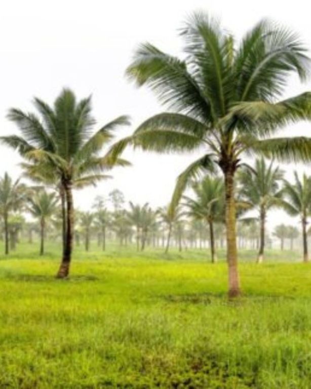 coconut-coir-for-planting-big-0