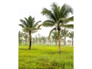 coconut-coir-for-planting-small-0