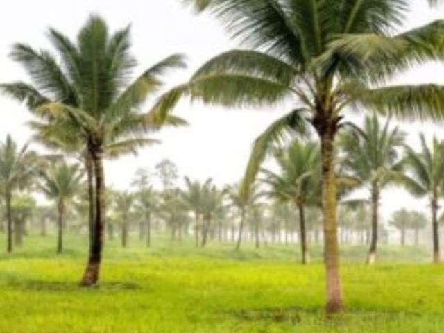 coconut-coir-for-planting
