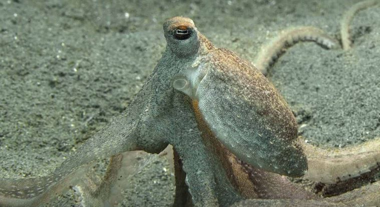 atlantic-longarm-octopus-facts-habitat-unique-adaptations-big-0